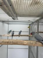 kweekvogel halsband parkiet - halsbandparkieten opaline bont, Dieren en Toebehoren, Vogels | Parkieten en Papegaaien, Vrouwelijk