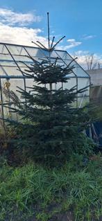 Kerstboom nordmann 2,7m, Ophalen