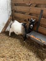 Jonge bok, Mâle, Chèvre, 0 à 2 ans