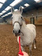 DRINGEND HUISJE GEZOCHT VOOR D PONY MERRIE, Dieren en Toebehoren, Merrie