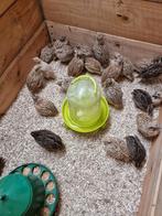 Coqs de caille japonais, Animaux & Accessoires, Volatiles