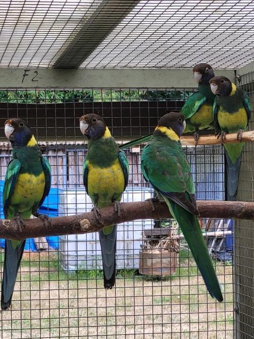 5 jonge port lincoln parkieten, Dieren en Toebehoren, Vogels | Parkieten en Papegaaien, Parkiet, Meerdere dieren, Geringd