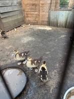 Barberie kuikens, Dieren en Toebehoren, Geslacht onbekend, Eend