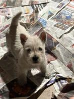 West highland  white terrier /westy/wit/cesar/pups, Animaux & Accessoires, Autres races, 8 à 15 semaines, Plusieurs, Éleveur | Loisir