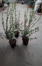 ‼️Osmanthus Burkwoodii aan stuntprijzen ‼️, Tuin en Terras, Planten | Struiken en Hagen, Ophalen, Taxus