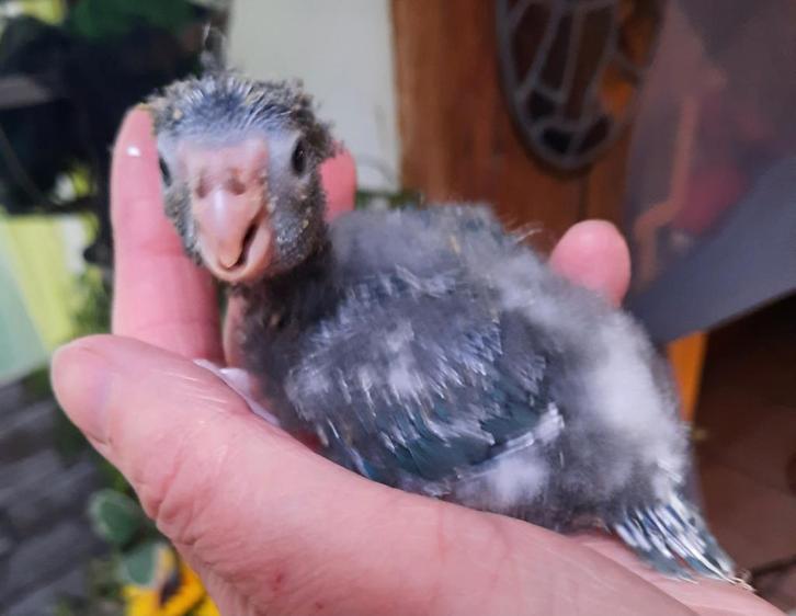 Kakariki eam, Animaux & Accessoires, Animaux perdus et trouvés, Oiseau