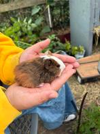 Mannelijke cavia, Dieren en Toebehoren, Pluimvee, Mannelijk