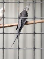 Kweekkoppel, Dieren en Toebehoren