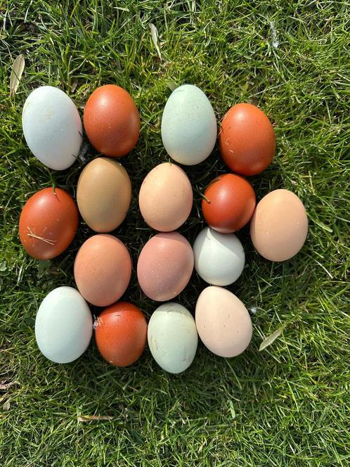 Boerenmix kleurleggers  Verse broedeieren, Dieren en Toebehoren, Pluimvee