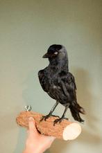 Opgezette kauw Taxidermy, Verzamelen, Ophalen of Verzenden