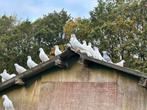 Witte duiven, Dieren en Toebehoren, Vogels | Duiven, Meerdere dieren, Overige soorten