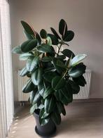 Ficus elastica bloem, Huis en Inrichting, Kamerplanten, Ophalen, Ficus