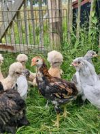 Kuikens zoeken nieuwe thuis, Kip