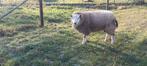 schapen te koop, Dieren en Toebehoren, Schapen, Geiten en Varkens, Meerdere dieren, Schaap, 0 tot 2 jaar