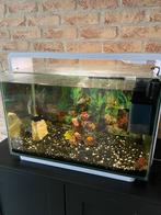 Aquarium 60L met vissen, Dieren en Toebehoren, Ophalen, Zo goed als nieuw