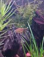 6 visjes, Dieren en Toebehoren, Vissen | Aquariumvissen, Vis, Zoetwatervis, Schoolvis