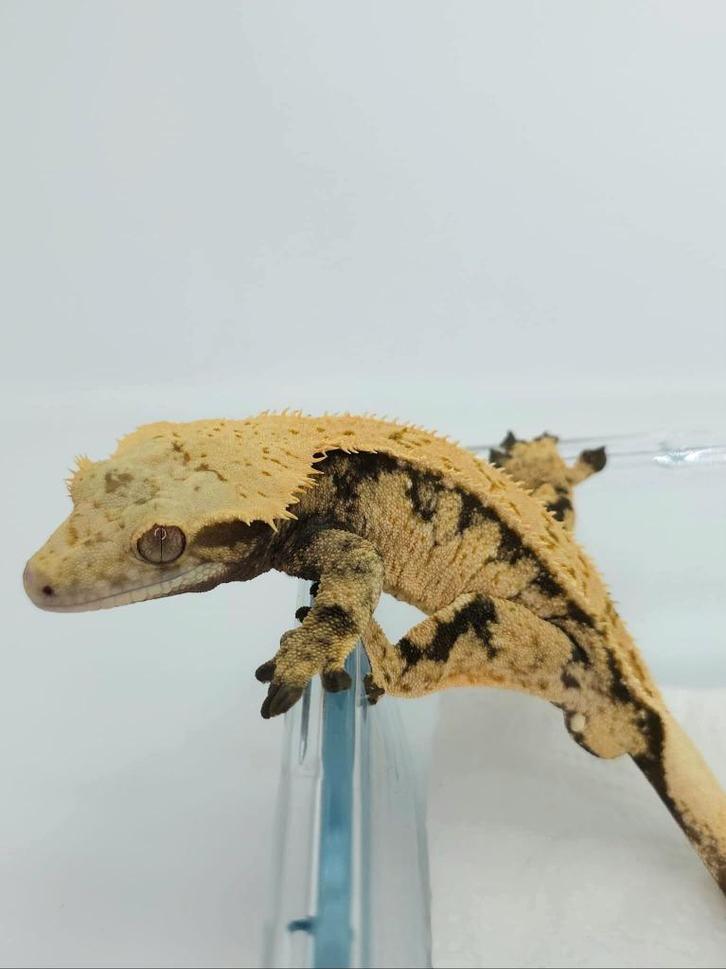RTB Extreme Harlequin wimpergekko man, Dieren en Toebehoren, Reptielen en Amfibieën, Hagedis, 3 tot 6 jaar, Tam