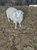schapen bok, Dieren en Toebehoren, Mannelijk, Schaap, 0 tot 2 jaar