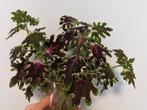 Siernetel Coleus Inky Fingers stekken, Huis en Inrichting, Kamerplanten, Ophalen