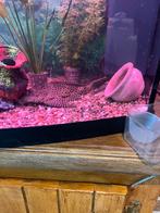 Placo te koop 28cm, Dieren en Toebehoren, Vis, Zoetwatervis