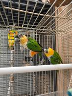 Koppel zwartkop caiques