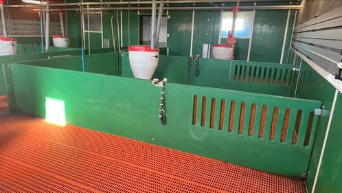 Paneltim plastiek hokscheidingen, Dieren en Toebehoren, Schapen, Geiten en Varkens, Varken, Meerdere dieren, 6 jaar of ouder