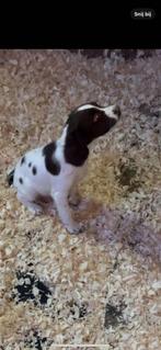 Engelse Springer Spaniel pups ouders bejaagd zeer mooie de s, België, Fokker | Hobbymatig, 8 tot 15 weken, CDV (hondenziekte)