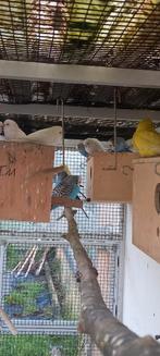 Grasparkieten, Dieren en Toebehoren, Vogels | Parkieten en Papegaaien