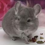 Chinchilla, Mâle