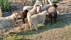 Skudde jonge ooitjes, Dieren en Toebehoren, Schapen, Geiten en Varkens, Schaap