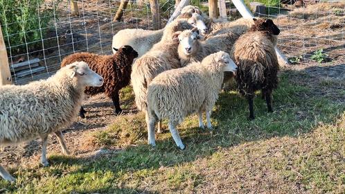 Skudde jonge ooitjes, Dieren en Toebehoren, Schapen, Geiten en Varkens, Schaap