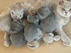 britse korthaar kittens, Dieren en Toebehoren, Katten en Kittens | Raskatten | Korthaar, Meerdere dieren, Gechipt, 0 tot 2 jaar