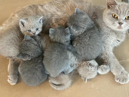 britse korthaar kittens, Dieren en Toebehoren, Katten en Kittens | Raskatten | Korthaar, Meerdere dieren, 0 tot 2 jaar, Met stamboom