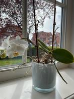 Orchidee met pot, Huis en Inrichting, Ophalen of Verzenden