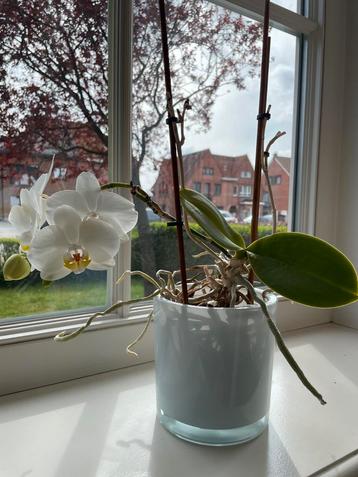 Orchidee met pot