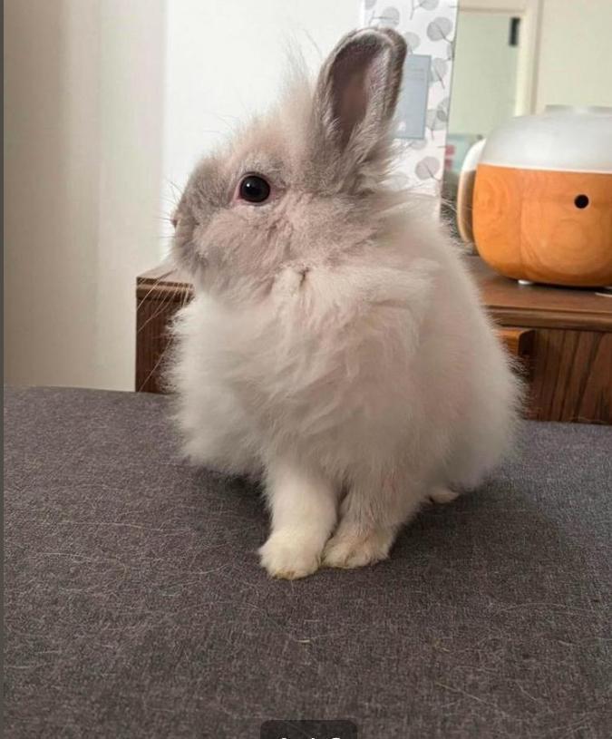 Lapin nain Teddy / Tête de Lion, Dieren en Toebehoren, Konijnen, Dwerg