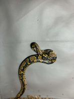 Plusieurs python juvenil, Dieren en Toebehoren, Reptielen en Amfibieën