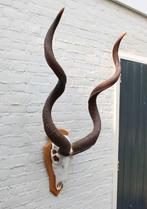 Grote schedel KUDU ANTILOPE op houten schild (ref. E), Verzamelen, Dierenverzamelingen, Ophalen, Gebruikt, Wild dier, Schedel