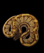 Ball python enchi mojave het albino, Animaux & Accessoires, Reptiles & Amphibiens