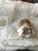 Dwergkonijn ndh hangoortjes dwergkonijnen, Petit