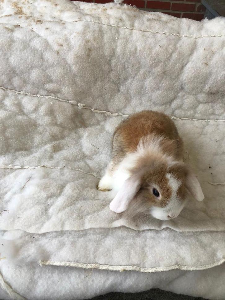 Dwergkonijn ndh hangoortjes dwergkonijnen, Dieren en Toebehoren, Konijnen, Klein