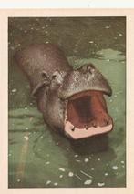 CHROMO  NIJLPAARD, Verzamelen, Foto's en Prenten, Verzenden, Zo goed als nieuw, Dier, Prent