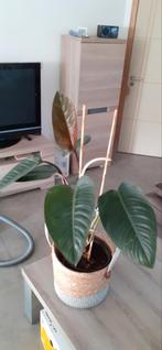 Philodendron Red Beauty – 82 cm, Ophalen