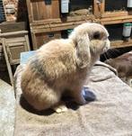 Femelle Minilop (arbre généalogique + vaccinée), Femelle, Nain, Oreilles tombantes, 0 à 2 ans