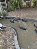 Jonge Indische loopeend, Dieren en Toebehoren, Pluimvee, Geslacht onbekend, Eend