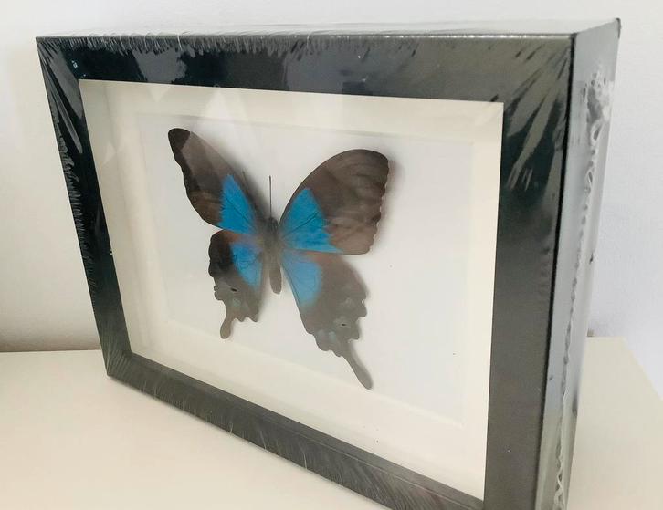 Papilio lorquinianus, page vlinder in nieuwe lijst, Verzamelen, Dierenverzamelingen, Nieuw, Ophalen of Verzenden