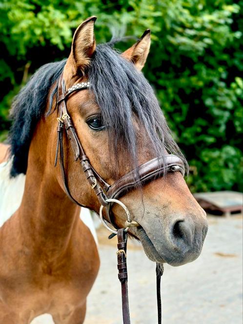 DROOMPONY - 3 jarige D pony, Dieren en Toebehoren, Pony's, Ruin, Zadelmak