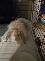 2 rammen, Mannelijk, Klein, Hangoor, 0 tot 2 jaar