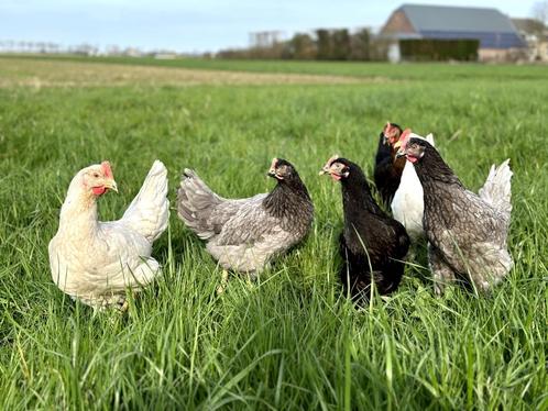 Jonge tamme groenleggers kippen te koop gesekst en ingeënt, Dieren en Toebehoren, Pluimvee, Kip, Vrouwelijk