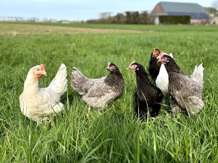 Jonge tamme groenleggers kippen te koop gesekst en ingeënt, Dieren en Toebehoren, Pluimvee, Kip, Vrouwelijk